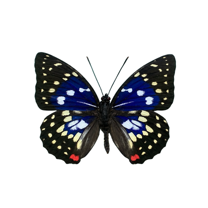 Great Purple Emperor Sasakia charonda Specimen