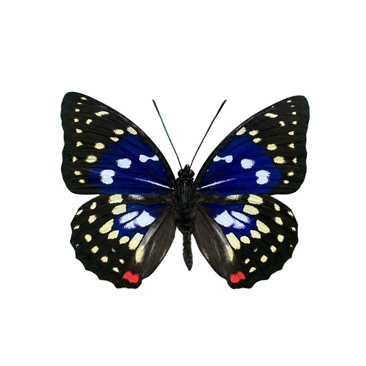 Great Purple Emperor Sasakia charonda Specimen