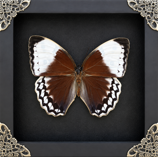 Jungle Queen Butterfly Frame