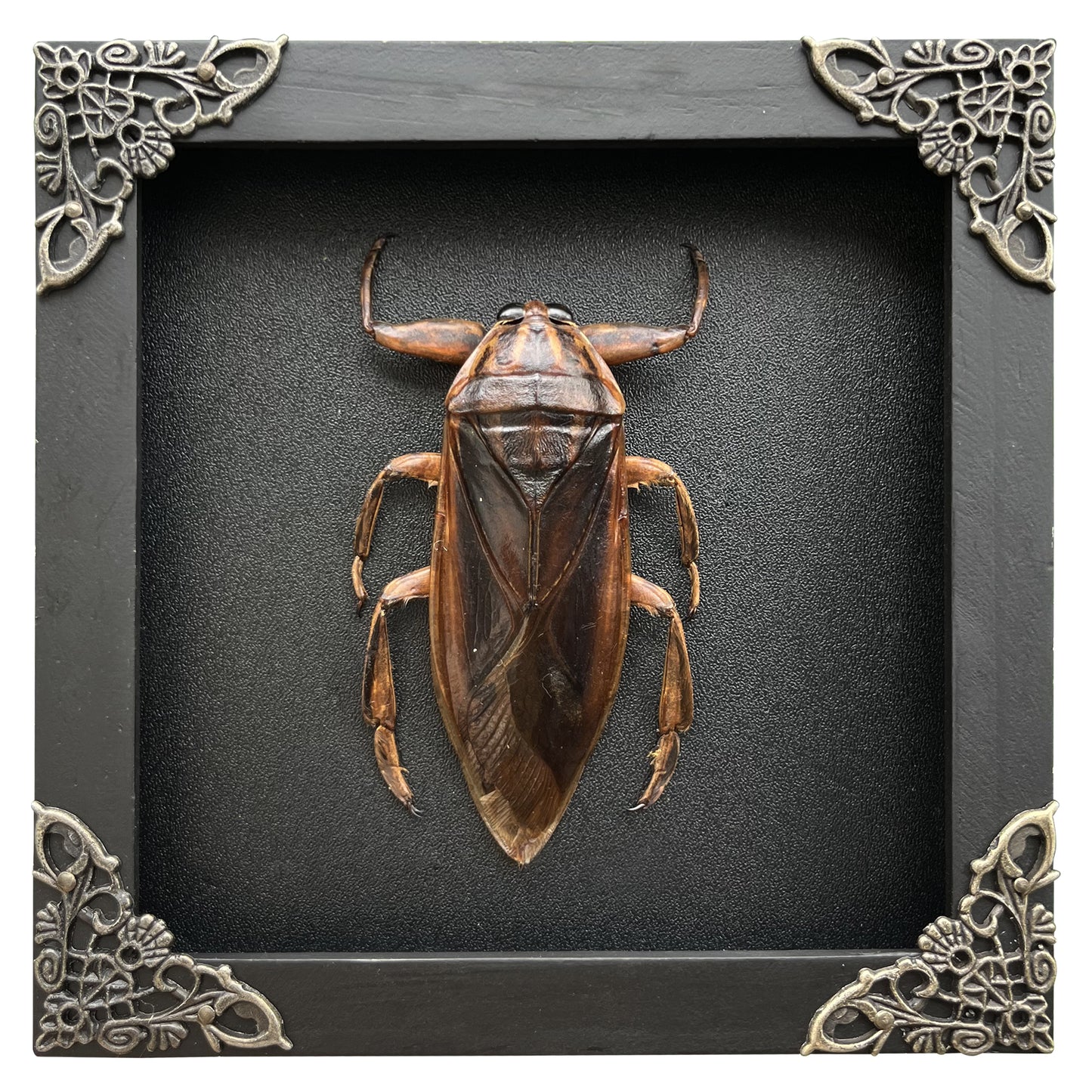 Framed Giant Water Bug Taxidermy, Real Insect Bug Artwork, Gothic Home Decor and Oddities Wall Display  K14-87-DE