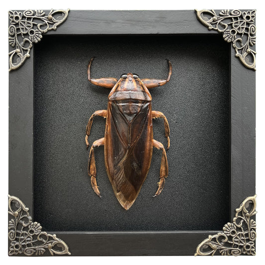 Real Framed Giant Water Bug Insect Dead Bug Taxidermy Artwork Oddities Curiosities Home Gothic Decor K14-87-DE