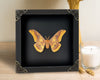 Real Rhodinia Framed Silk Moth Wooden Shadow Box Insect Taxidermy Handmade Display Specimen Hanging Wall Home Decor Living Reading Gallery K18-40-DE