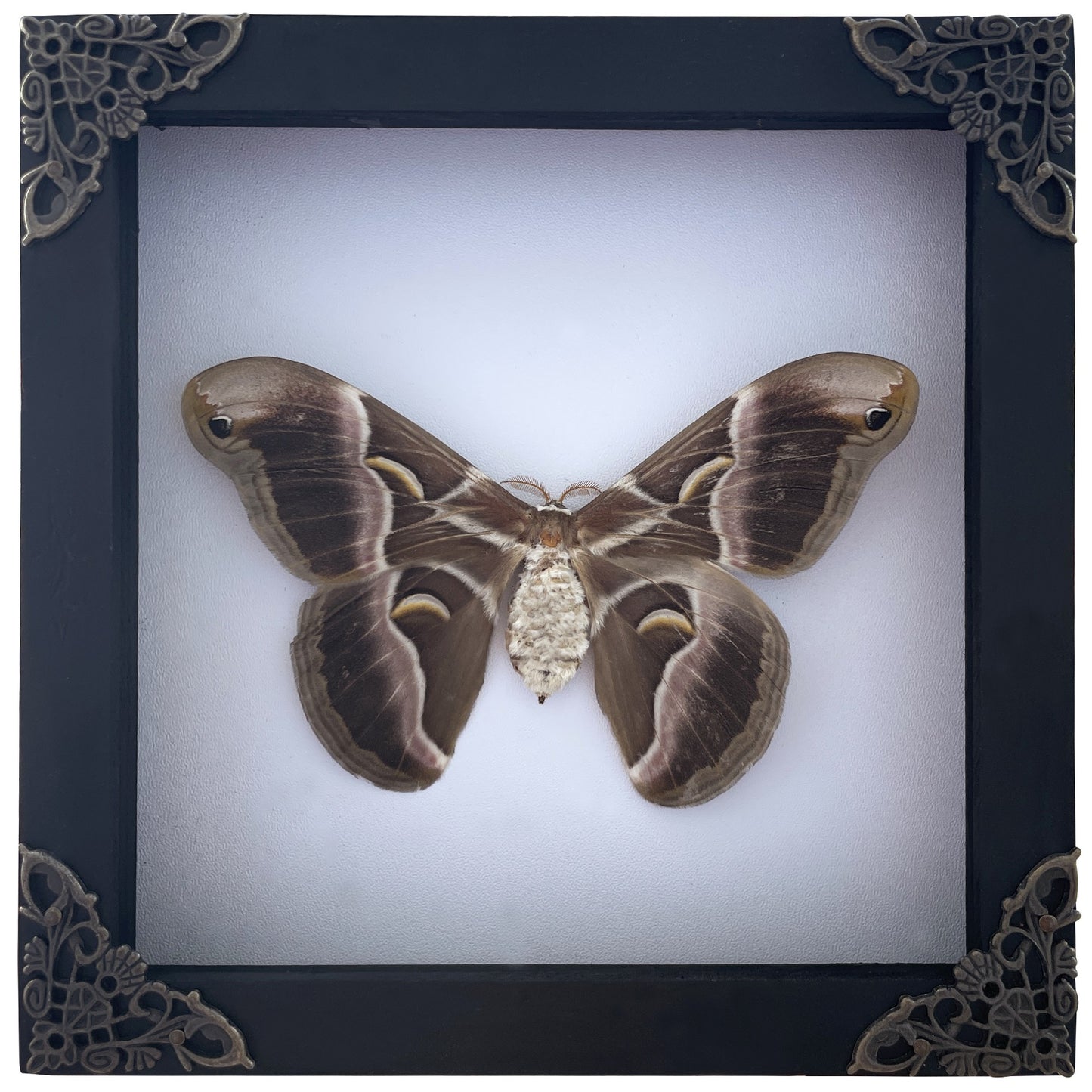 Real Eri Silk Moth Taxidermy Framed, Real Insect Shadow Box, Gothic Art Wall Decor, Gift for Her