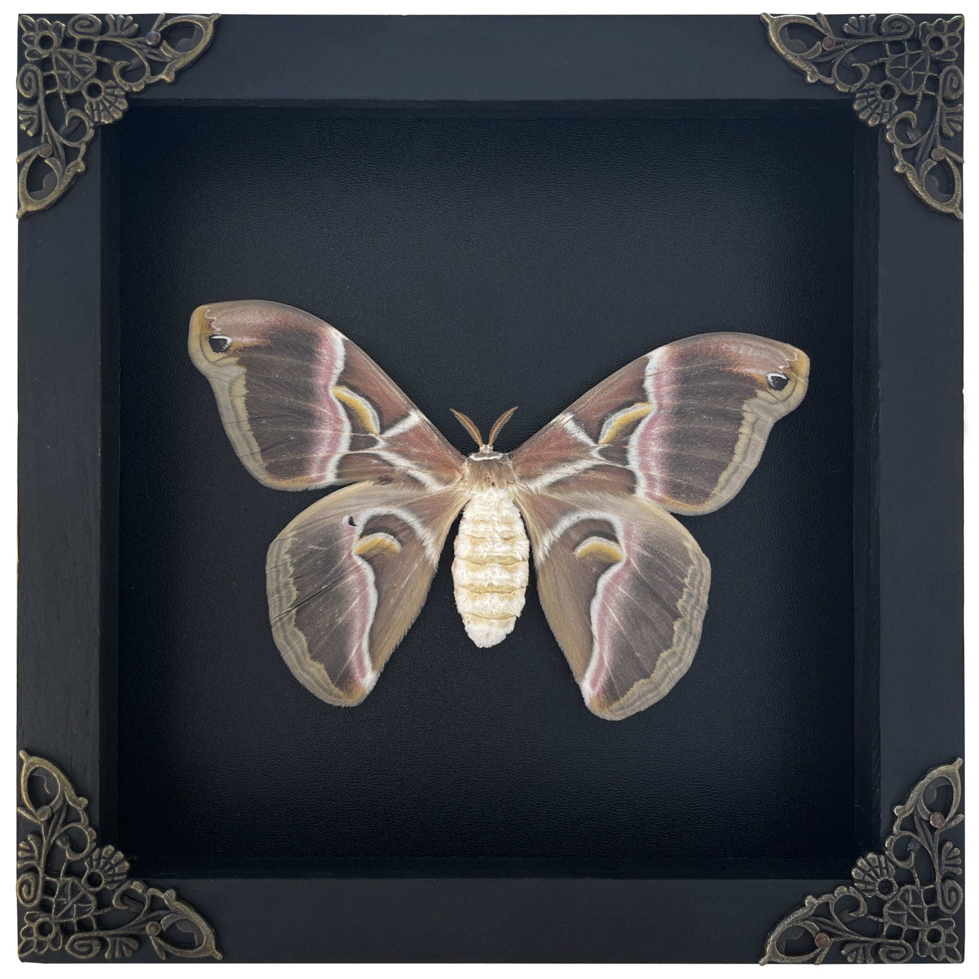 Real Atlas Moth Butterfly Wooden Framed Home Decor K16-42-DE