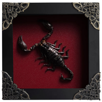 Scorpion Frame