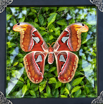 Atlas Moth Attacus atlas Frame