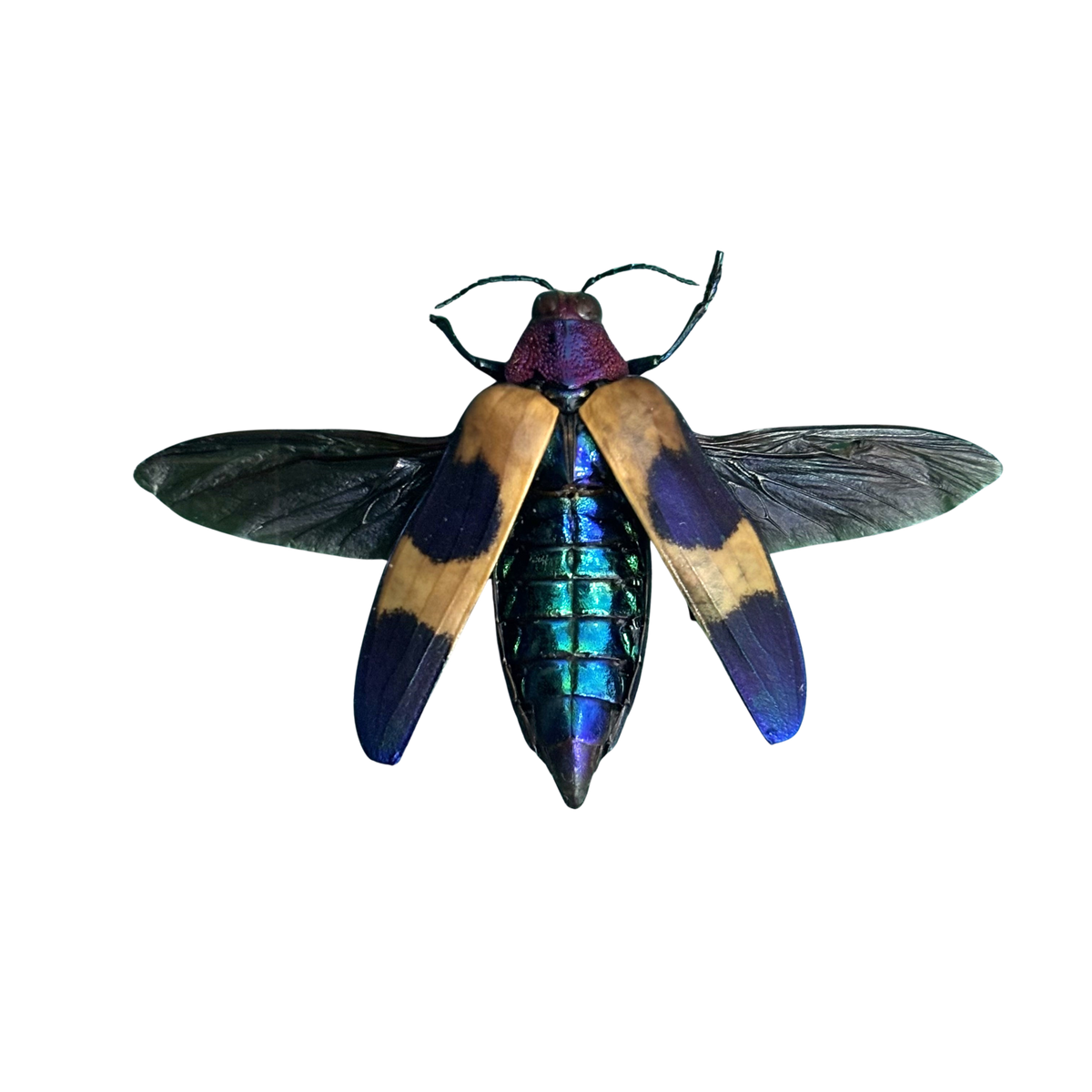 Jewel Beetle Specimen