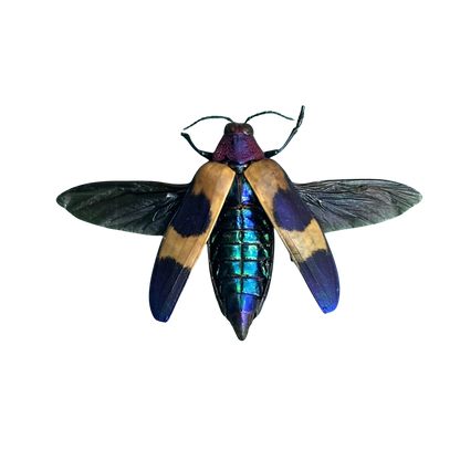 Jewel Beetle Specimen
