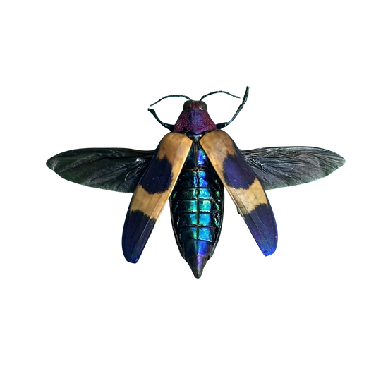 Jewel Beetle Specimen
