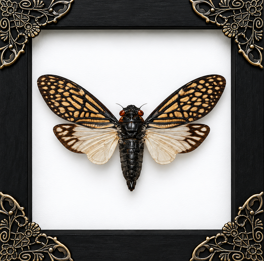 Talainga Binghami Frame