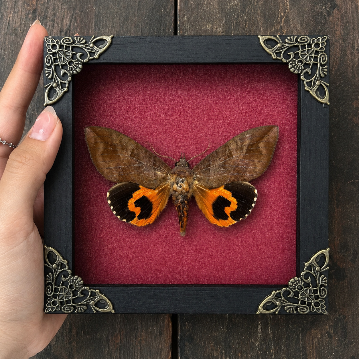Taxidermy Moth in Shadow Box, Real Insect Bug Specimen, Gothic Halloween Decor, Halloween Gift