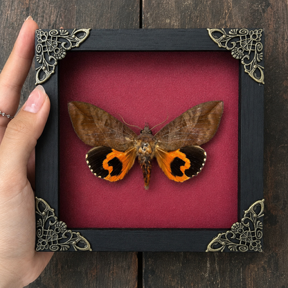 Taxidermy Moth in Shadow Box, Real Insect Bug Specimen, Gothic Halloween Decor, Halloween Gift
