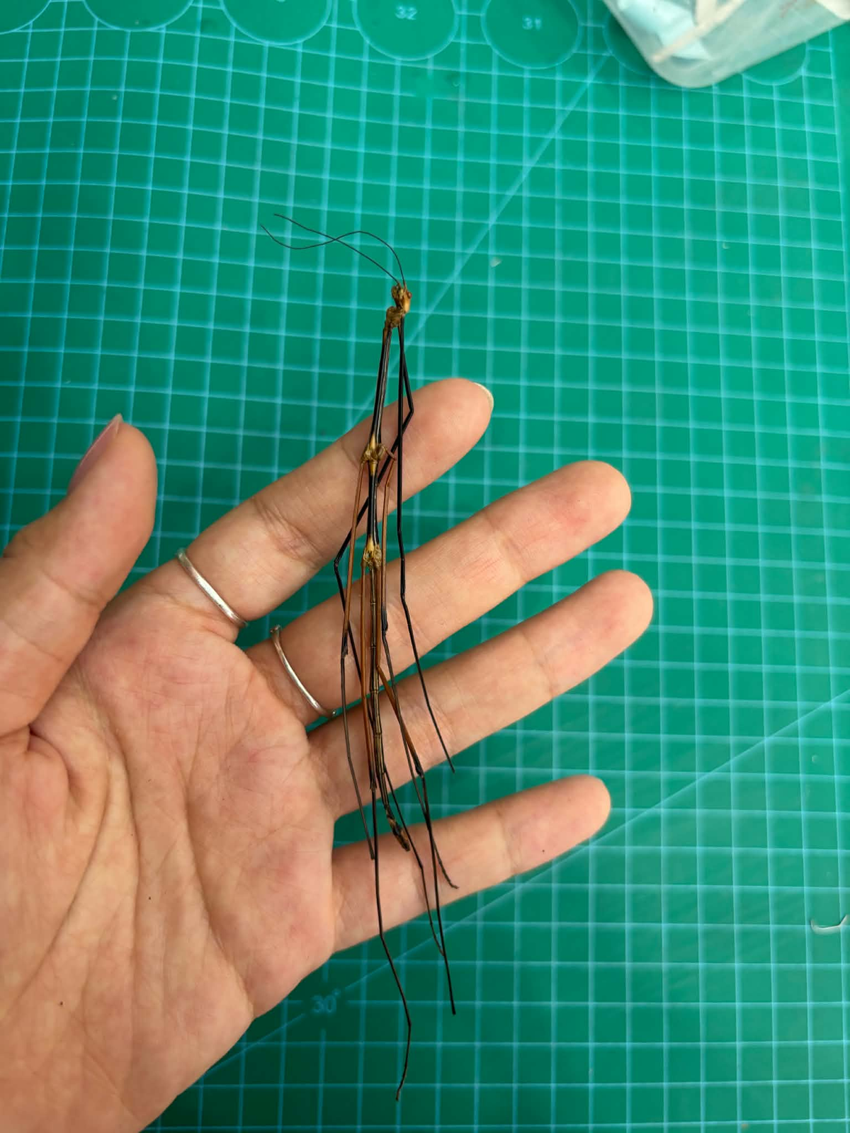 Real Stick Bug Specimen, 5pcs, Insect Bug Taxidermy, Insect Entomology Display