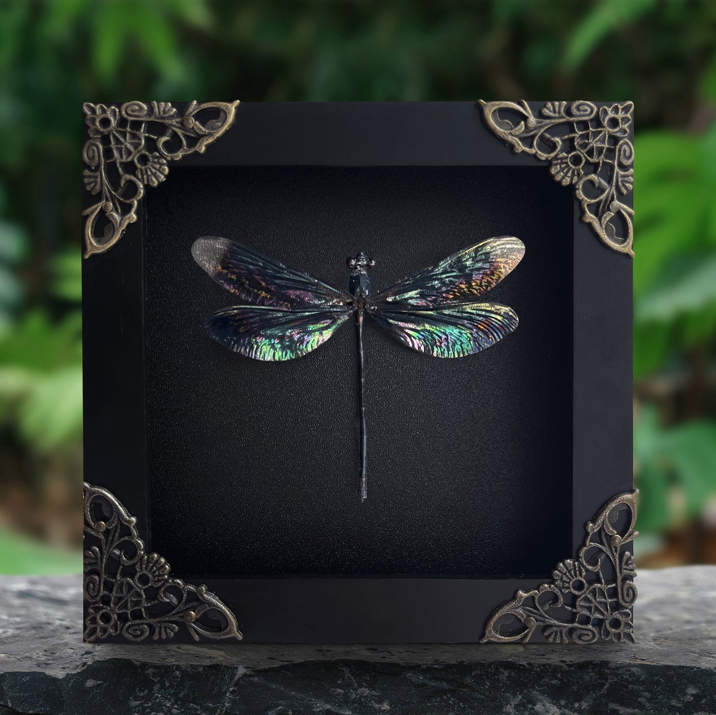 Real Black Metallic Damselfly Shadow Box Insect Bug Frame Wall Art Decoration Oddity Home Bookshelf Decor