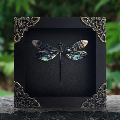 Real Black Metallic Damselfly Shadow Box Insect Bug Frame Wall Art Decoration Oddity Home Bookshelf Decor