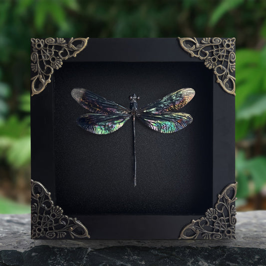 Real Black Metallic Damselfly Shadow Box Insect Bug Frame Wall Art Decoration Oddity Home Bookshelf Decor