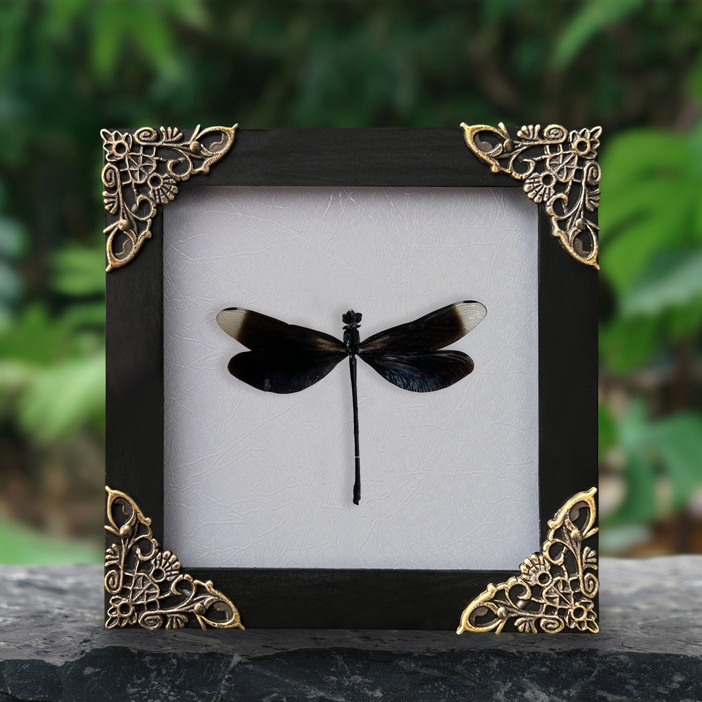 Real Framed Dragonfly Damselfly Shadow Box Insect Bug Taxidermy Frame Taxidermy Taxadermy Wall Art Decoration Oddity Home Bookshelf Decor