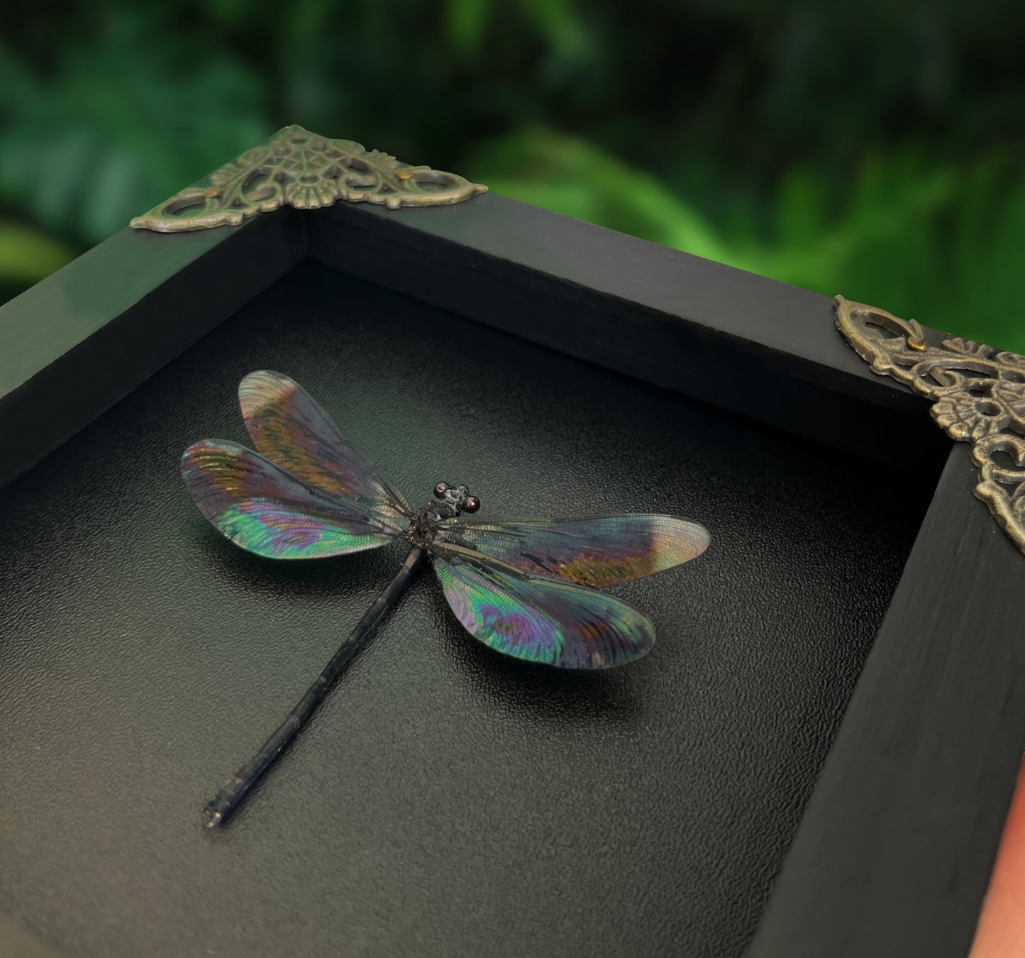 Real Black Metallic Damselfly Shadow Box Insect Bug Frame Wall Art Decoration Oddity Home Bookshelf Decor