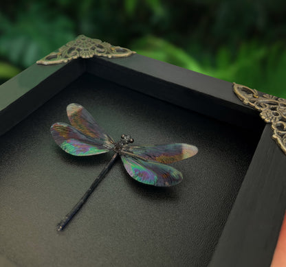 Real Black Metallic Damselfly Shadow Box Insect Bug Frame Wall Art Decoration Oddity Home Bookshelf Decor