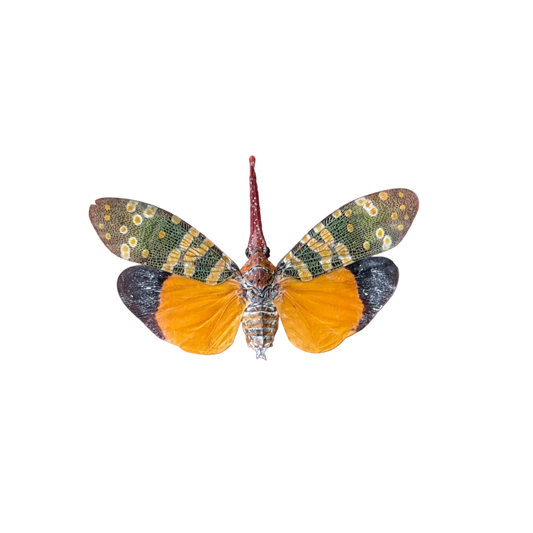 Asian Giant Hornet Coffin Frame