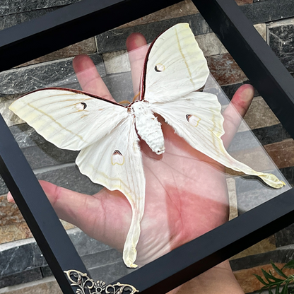 Real Framed Luna Moth 3D Floating Shadow Box Insect Oddities Home Gothic Wall Decor Artwork