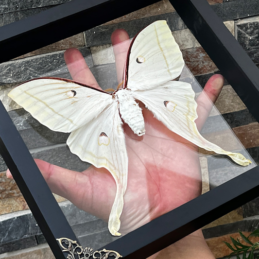 Real Framed Luna Moth 3D Floating Shadow Box Insect Oddities Home Gothic Wall Decor Artwork