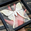 Real Framed Giant Actias Luna Moth 3D Floating Shadow Box Insect Oddities Home Gothic Wall DecorTaxidermy Taxadermy Artwork