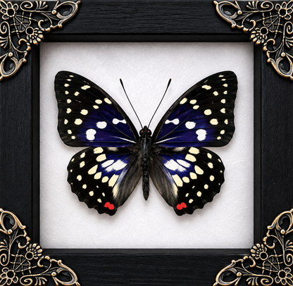 Great Purple Emperor Sasakia Charonda Frame