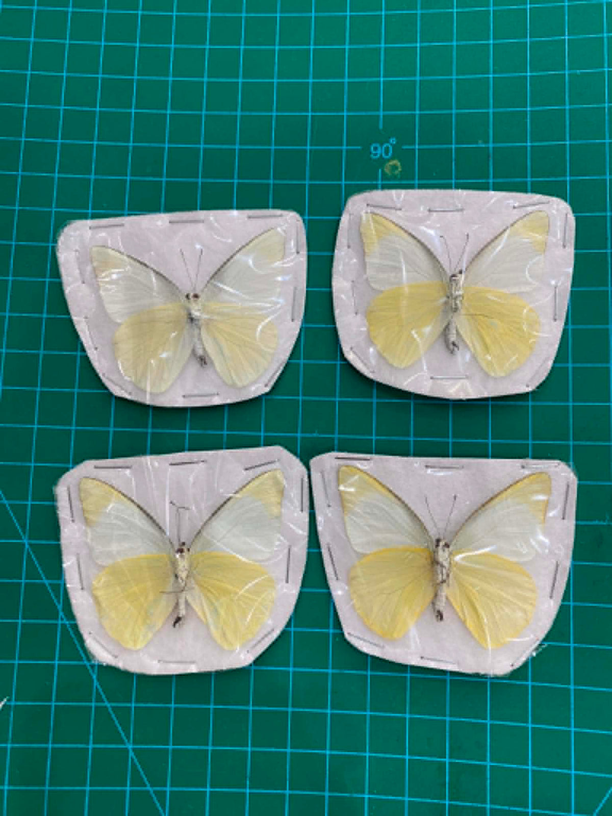 Real White Butterfly Taxidermy, Appias Albina, 4pcs Dried Specimen Spread Wings, Real Insect Entomology Display