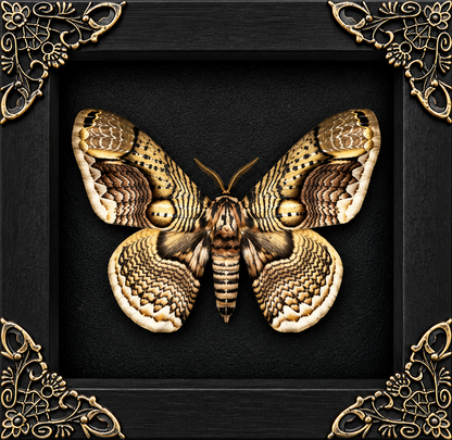Brahmin Moth Frame