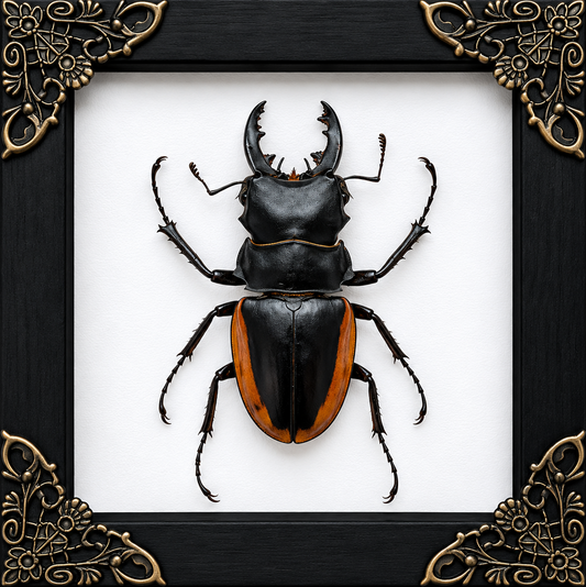 Beetle Frame
