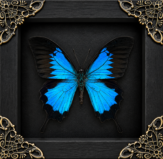 Blue Swallowtail Butterfly Frame