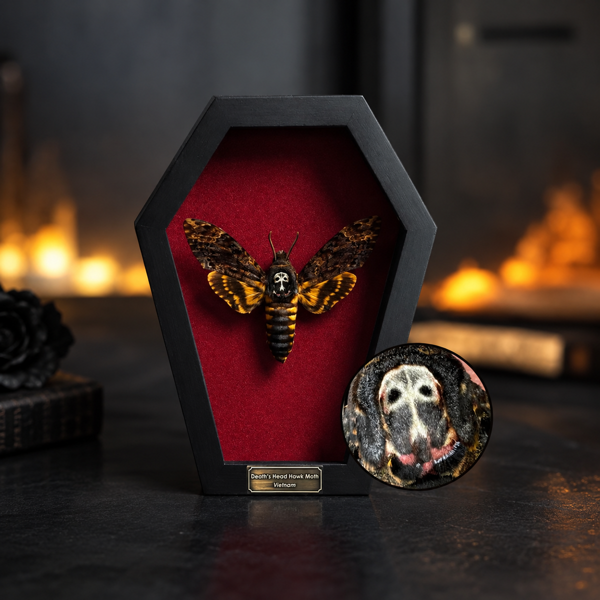 Death Head Moth 