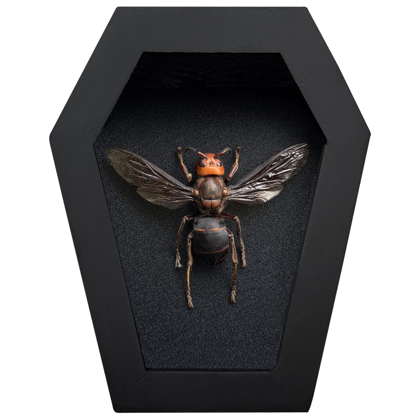 Real Asian Giant Hornet Specimen Framed, Insect Bug Taxidermy Art, Gothic Coffin Decor, Oddities Collection CF12-99-DE