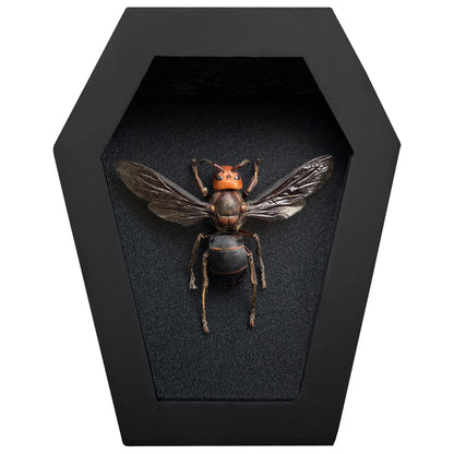Real Asian Giant Hornet Specimen Framed, Insect Bug Taxidermy Art, Gothic Coffin Decor, Oddities Collection CF12-99-DE