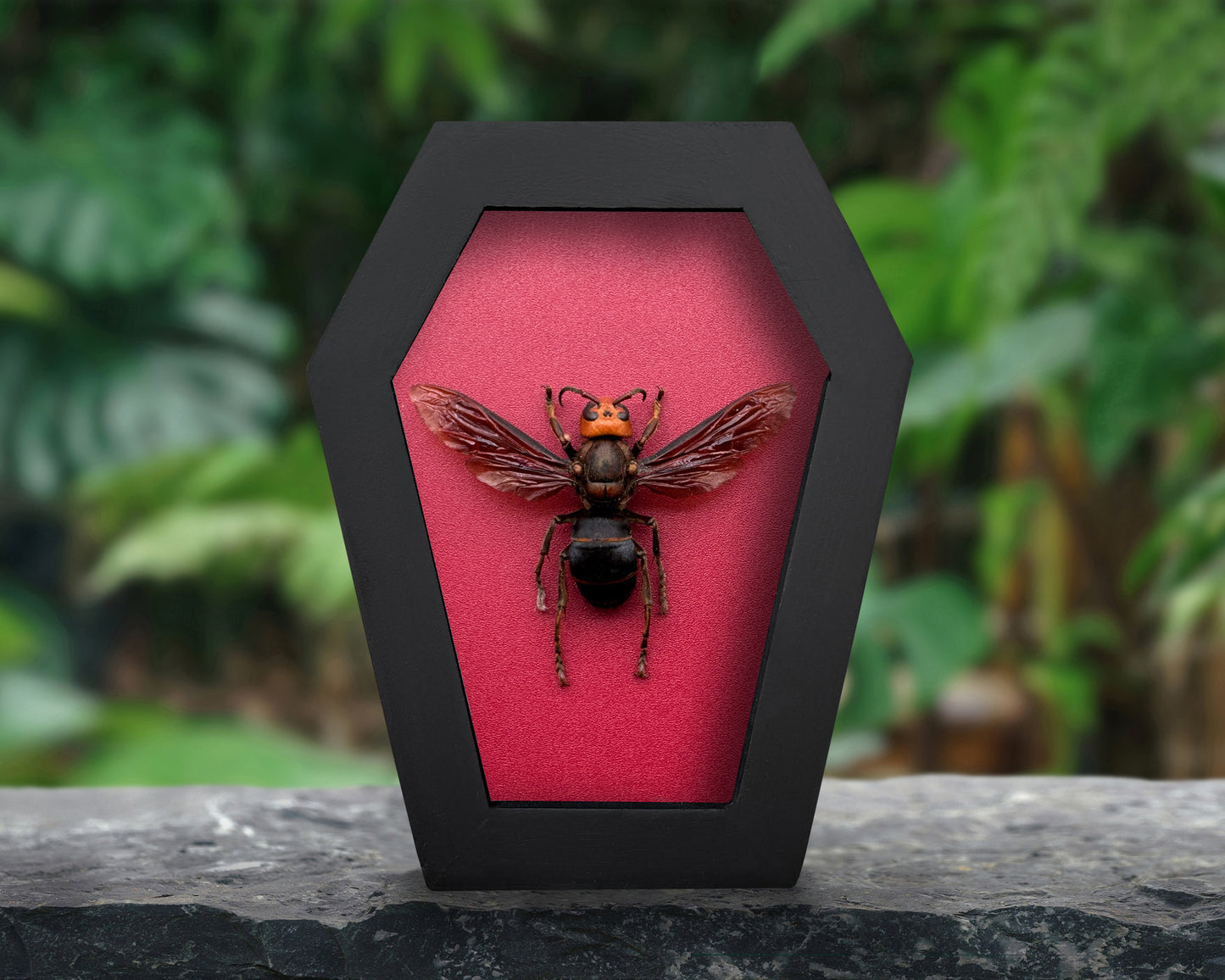 Real Asian Giant Hornet Specimen Framed, Insect Bug Taxidermy Art, Gothic Coffin Decor, Oddities Collection CF12-99-DE