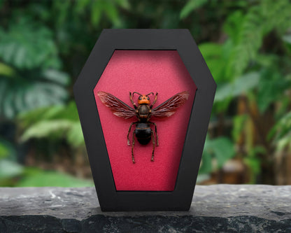 Real Asian Giant Hornet Specimen Framed, Insect Bug Taxidermy Art, Gothic Coffin Decor, Oddities Collection CF12-99-DE