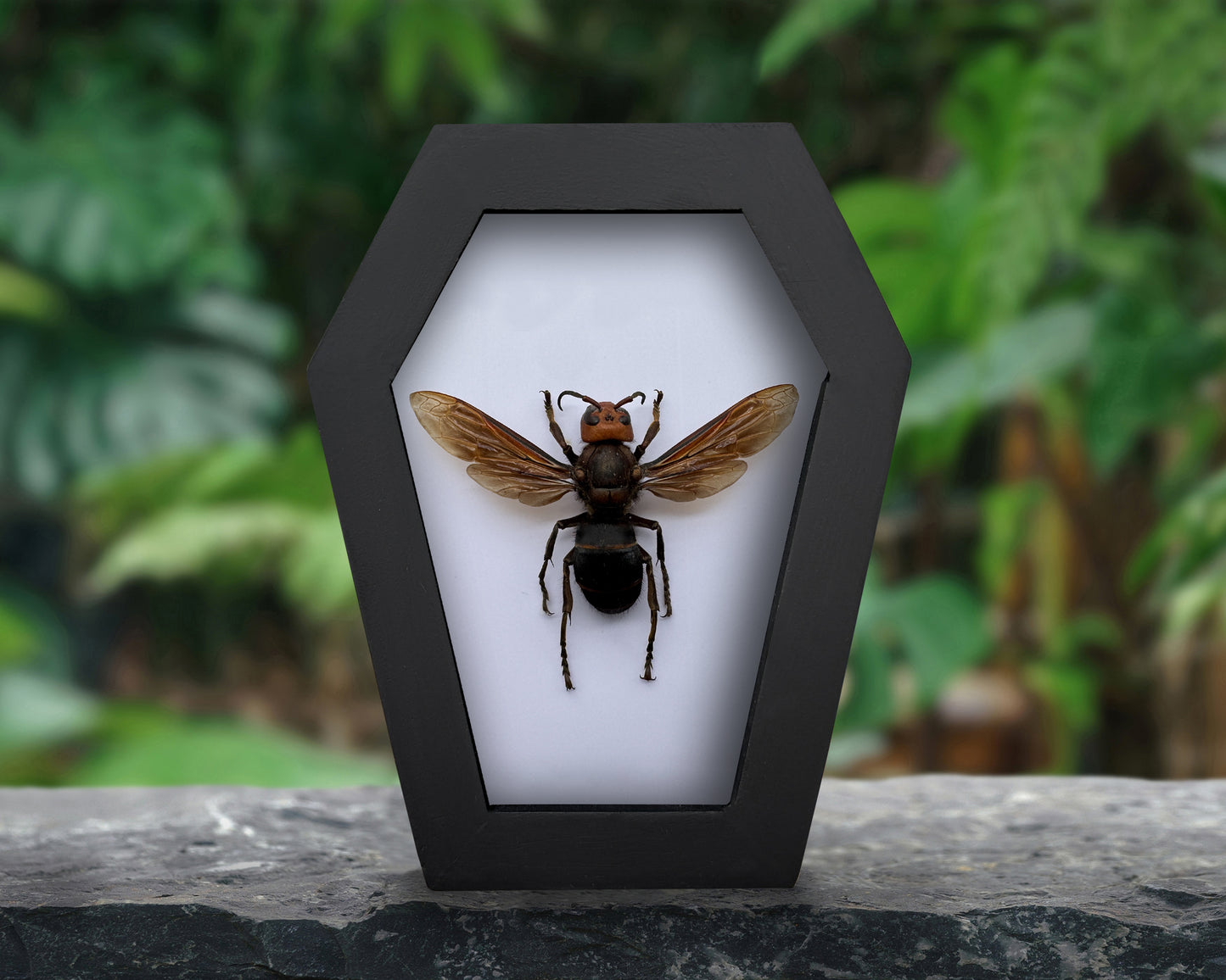 Real Asian Giant Hornet Specimen Framed, Insect Bug Taxidermy Art, Gothic Coffin Decor, Oddities Collection CF12-99-DE