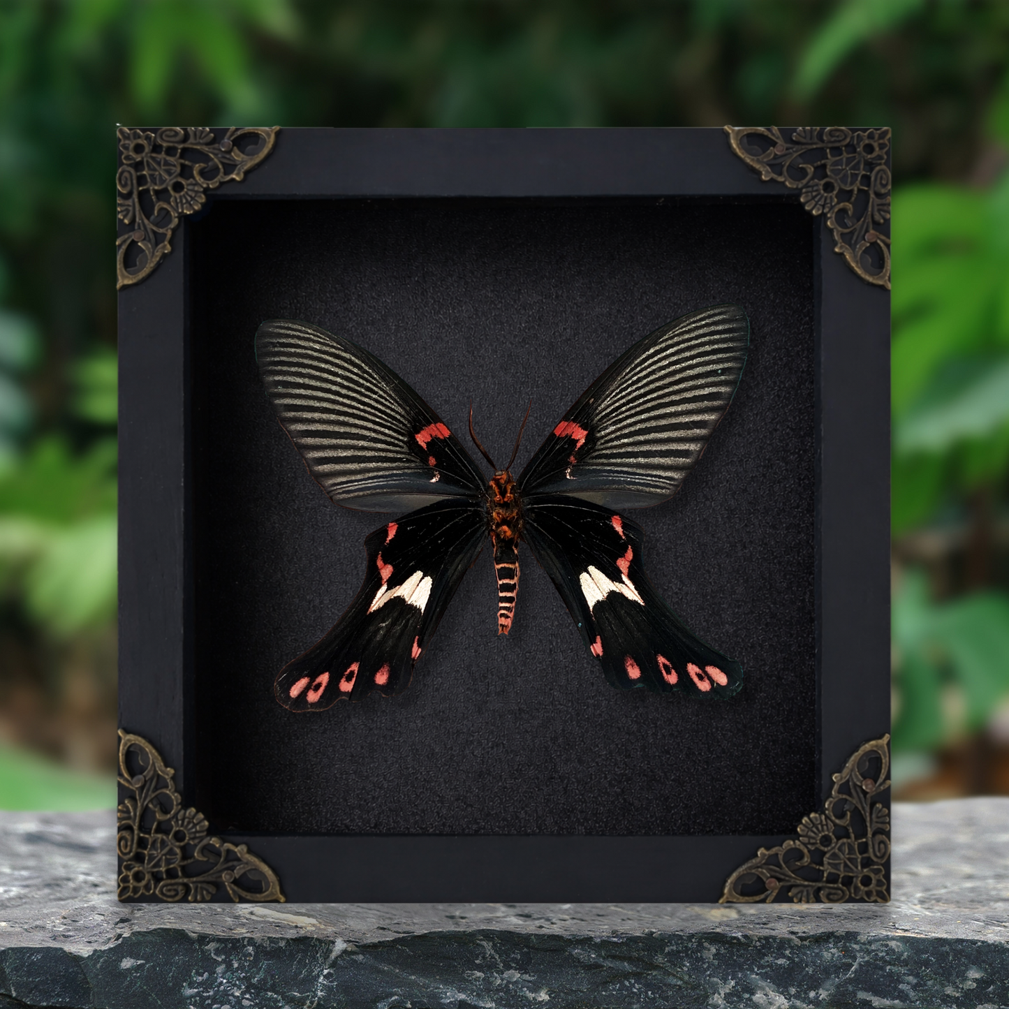 Real Framed Epicopeia Polydora Butterfly - Mimic Moth Taxidermy Butterfly Taxadermy Wall Hanging Art Oddities Curiosities K16-132-DE