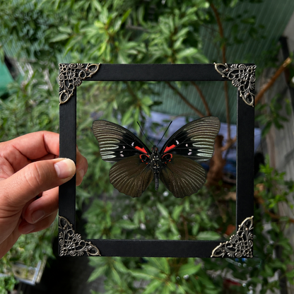Sasakia Funebris Butterfly Framed, Black Empress Butterfly Specimen, Dried Insect Specimen Gothic Oddities Decor K16-134-DE
