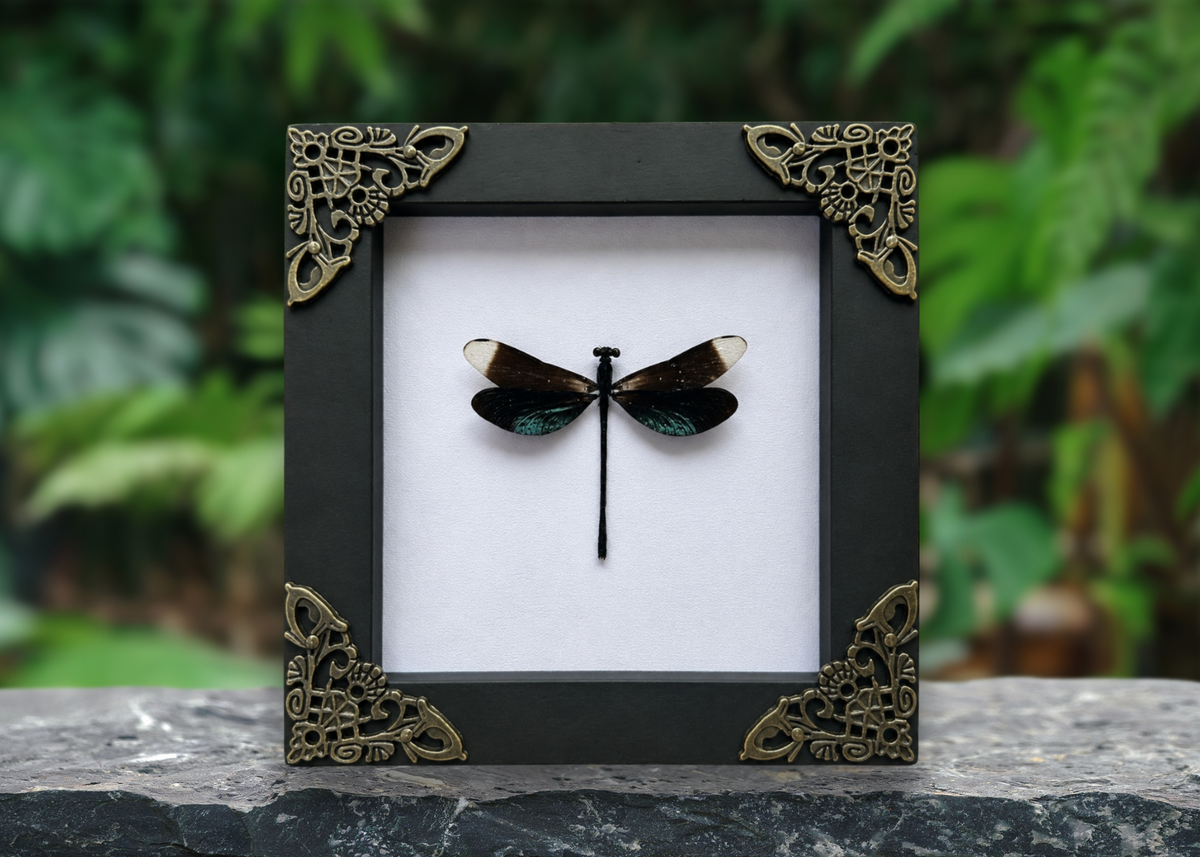 Real Clear Wings Dragonfly Damselflies Specimen Insect Dried Bug Dead Home Decor K12-101-DE