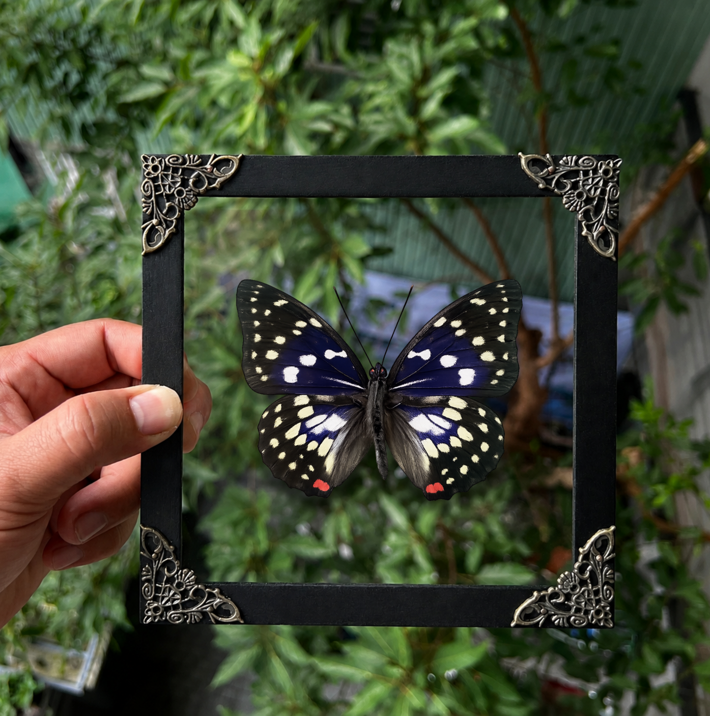 Real Sasakia charonda Butterfly Shadow Box| Purple Butterfly Frame| Dead Taxadermy Wall Hanging Oddities Artwork K16-131-DE