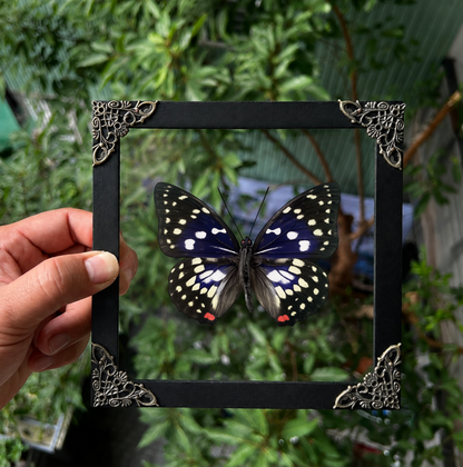 Real Sasakia charonda Butterfly Shadow Box| Purple Butterfly Frame| Dead Taxadermy Wall Hanging Oddities Artwork K16-131-DE
