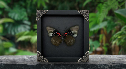 Sasakia Funebris Butterfly Framed, Black Empress Butterfly Specimen, Dried Insect Specimen Gothic Oddities Decor K16-134-DE