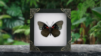 Sasakia Funebris Butterfly Framed, Black Empress Butterfly Specimen, Dried Insect Specimen Gothic Oddities Decor K16-134-DE
