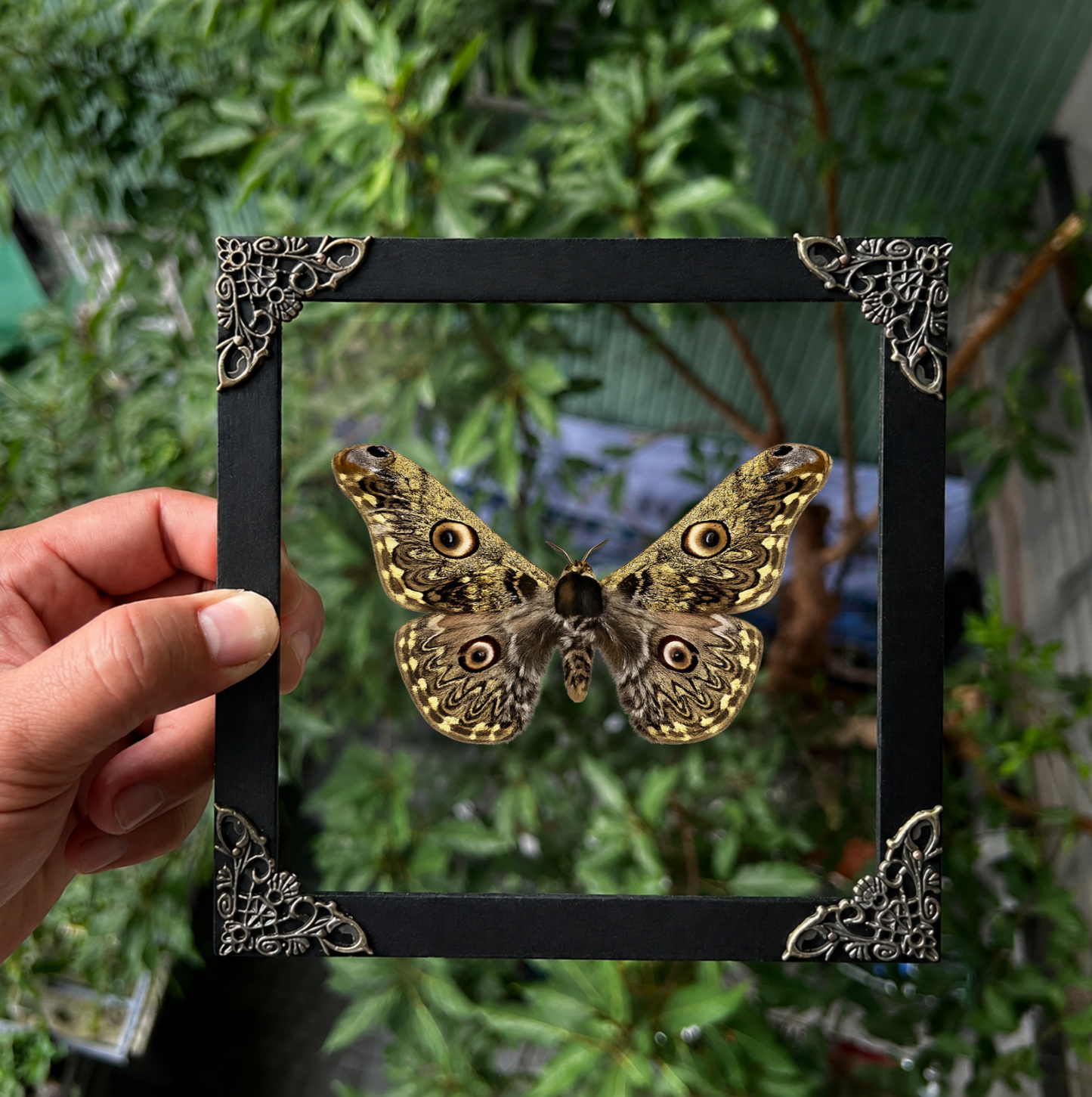 Caligula Anna Moth Frame, Gothic Home Decor, Real Framed Moth, Oddities Wall Art Display K16-133-DE