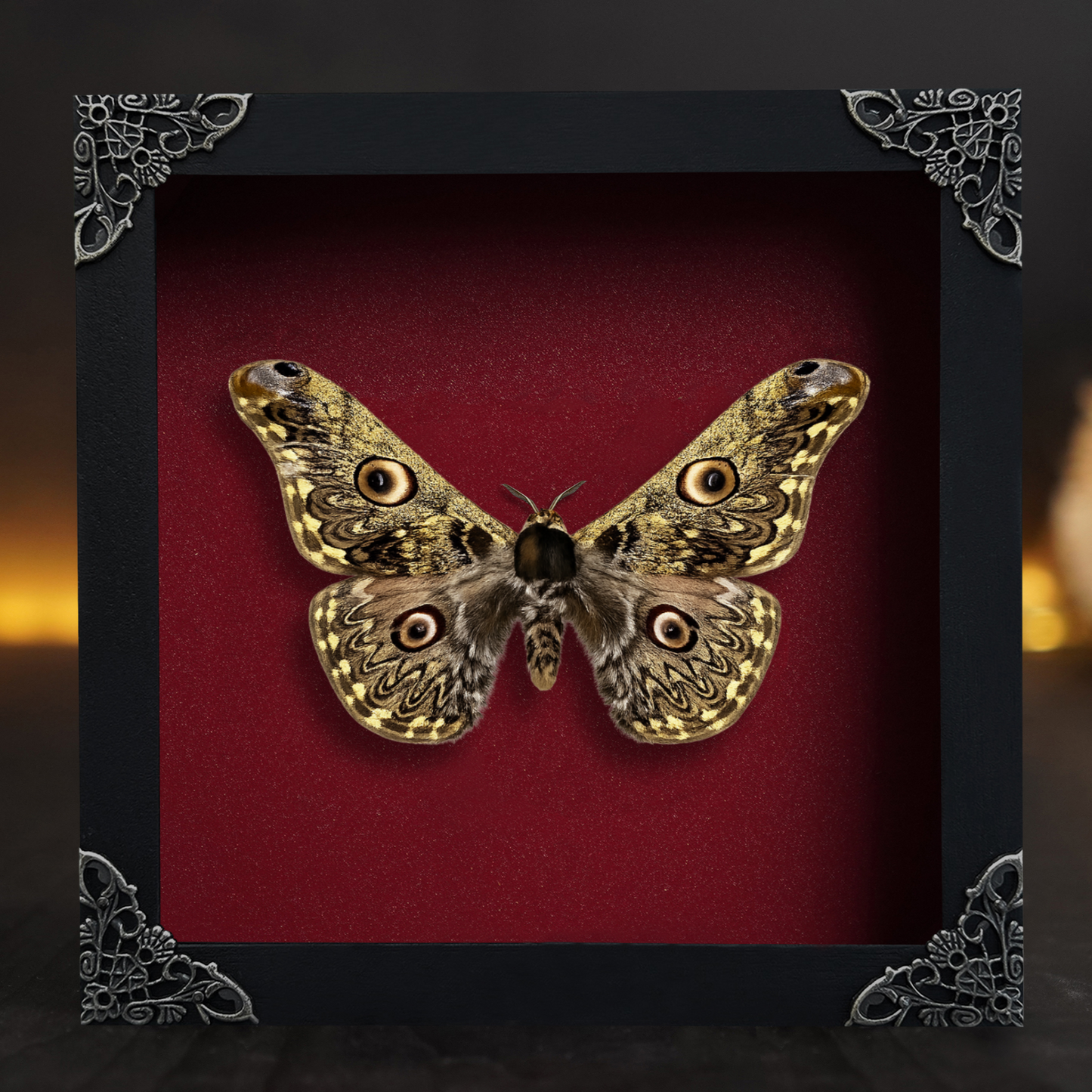 Caligula Anna Moth Frame, Gothic Home Decor, Real Framed Moth, Oddities Wall Art Display K16-133-DE