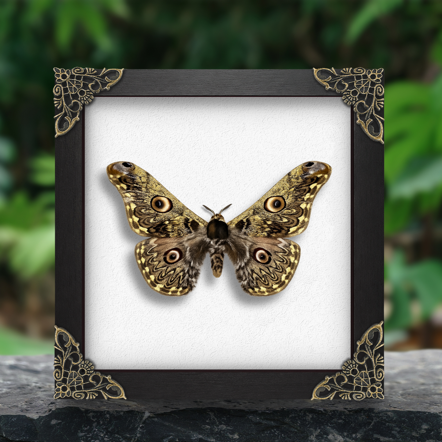 Caligula Anna Moth Frame, Gothic Home Decor, Real Framed Moth, Oddities Wall Art Display K16-133-DE