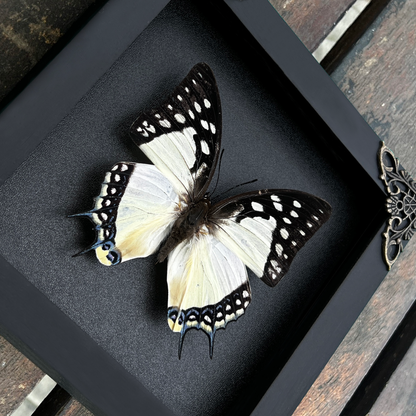 Real Butterfly Polyura Wooden Glass Frame Dried Insect Specimens K14-04-DE