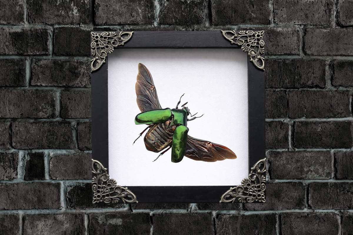 Framed Green Flower Chafer Beetle, Real Insect Bug Artwork, Gothic Home Decor and Oddities Wall Display